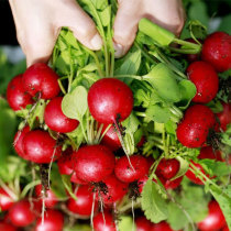 Dutch imported early-maturing hybrid cherry radish seeds fruit spring and autumn rapeseed Four Seasons balcony potted vegetables