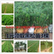  Short needle black pine tigen green seedlings Green pine saplings cold-resistant plants Big Tigen potted large board woody bonsai indoor
