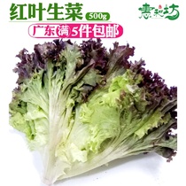 Red leaf lettuce fresh vegetables Rosa red salad vegetable ingredients salad wash ready-to-eat 500g purple leaf lettuce