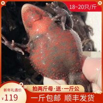 Stone Toad Northeast Living Frog Husband Red Belly Hashi Ma Full Mother Red Belly Toad Shunfeng Bao Express