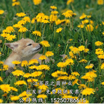 Wild dandelion seeds Pentin seeds edible potted spring summer autumn and winter Four Seasons perennial wild seeds