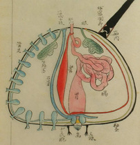 Ancient biological plant animal sketching anatomy Biological copying sketching high-definition material Atlas