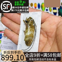 Malaysian Sky Bull Specimen Mocornuscoparia Chausoti True Insect Beetle