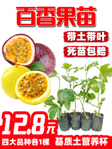 Golden passion fruit seedlings of the year passion fruit tree seedlings egg seedlings large potted balcony four seasons climbing vine