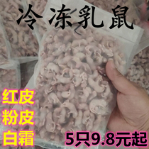 Frozen suckling rat red-skinned white frost mouse adult sub-feed snake mane lion lizard guard turtle cat reptile food