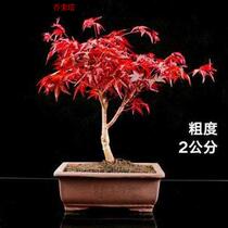 Red Maple Sapling Red Maple Maple Maple Maple Maple Maple Maple Old Pile Original Basin Original