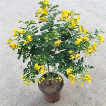 Golden plum yellow sophoria flower potted outdoor cold-resistant floral flowering period for many years raw Four Seasons with flowers and flowers full of trees