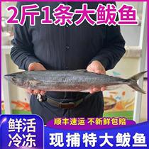 (Ex-gratia) Fish Fresh Frozen Large Mackerel Oatfish Fillets Stuffed Dumplings Stuffed Dumplings Seafood Fresh Aquatic Fresh Aquatic