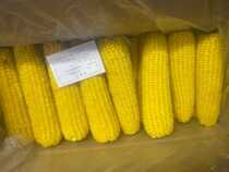 Large Dong and B-Class frozen yellow glutinous bulk corn one piece 40 a piece of 22-24 kilos