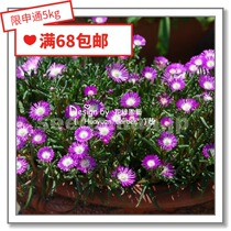 Flower edge pickles Imported flower seeds*British TM*Succulents*Apricot Family*Dew flower genus*Stardust 10 grains