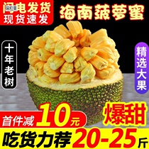 Hainan Sanya yellow meat pineapple honey fresh fruit when season 40 kilos Polo honey one whole whole box red