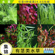 Fish tank real water plant landscaping Rear view grass green court centipede grass Newton grass Red court red chrysanthemum green chrysanthemum red lilac