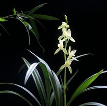 Zhu Desu Orchid seedlings Jianlan seedlings four seasons orchid big lotus flower buds office flower green plant potted plants good to raise easy to live