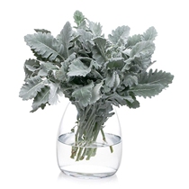 Silver leaf chrysanthemum flowers high-grade flower arrangement flowers with flowers with flowers wedding wedding wedding flower accessories Jiangsu Zhejiang and Shanghai