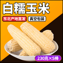 Liu Xiaohong white corn waxy corn fresh fresh northeast sticky rice ready-to-eat vacuum bagged corn cobs 5