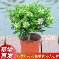 Flower buds with flower buds small leaves Jasmine Flowers All Season Good Raise Green Plant Flowers Potted Indoor Patio Sucking Plants