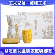 Corn Sibling Yellow Glutinous Corn Fresh Bud Rice Organic Planting Non-GMO Vacuum Packed Home Dress Gift Box Clothing