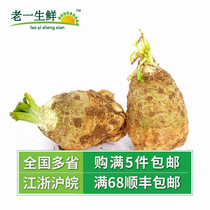 (Old one fresh) fresh root celery 500g celery root