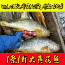 Wild large yellow croaker fresh seafood aquatic products large yellow croaker a pound 1 frozen 500g