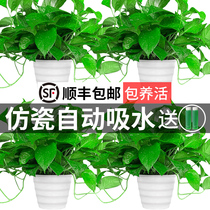 Green loo potted room suction of formaldehyde purifying air long rattan chandelia large green basket plant hydroponic flower green plant