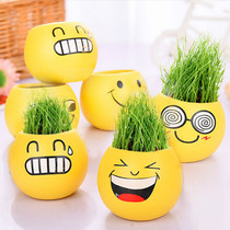 Grass head doll small potted grass mini plant easy to live micro landscape creative long grass expression grass seed grass lawn