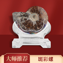 Spot Li Juming Tiger Year Feng Shui mascot Li Juming colorful snail ornaments fossils developed spotted Stones