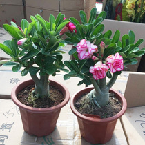 Desert rose plant potted flower seedlings with flower buds Four Seasons flowering double petal desert rose bonsai flower easy to live
