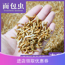 Climbing pet bread worm live insect yellow Molitor bird hamster snack arownake reptile BAO WEN live feed grain