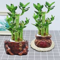 Festival high step by step rich bamboo soil cultivation green plant office good gift bonsai lazy absorbent ceramic basin