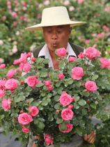 Heidis garden pink da Vinci Vine this rose European month open garden flower plant potted seedlings