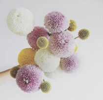 Ping-pong chrysanthemum Yunnan flowers household flower arrangement Shanghai city flowers express a tie of 10 branches pink Purple Yellow