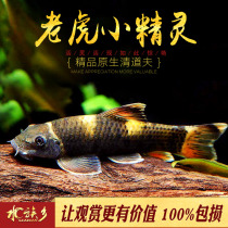 Tiger elf fish freshwater powerful algae removal tool fish removal moss garbage fish imported small easy-to-raise live fish