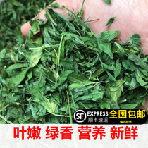 21 years new alfalfa grass young rabbit grass Chinchilla guinea pig pasture hay rabbit grain gross weight 1kg