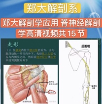 Zheng Daanatomy Applied Chiropractic Anatomical High-definition Video Total 15 Festival