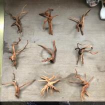 11-15cm Rhododendron sunken wood landscaping selection