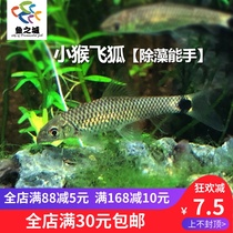 Fish City Monkey flying fox Scavenger fish Monkey flying fox fish Algae removal Tropical fish Scavenger small tool fish