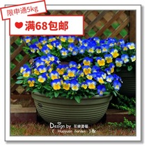 Flower edge Pickles imported flower seeds * Japanese SAKATA * Pansy * Magic Butterfly Baby mixed color 10