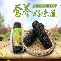 Northeast black corn 10 sticks fresh non-genetically modified corn rice bag sticky purple sticky stick God vacuum Sweet glutinous corn