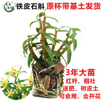 Hooshan iron denum seedlings of reddishrod seedlings of denum seedlings can be edible to flower