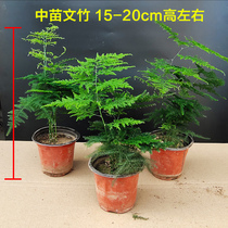 Wenzhu potted plant indoor air purification office green plant flower potted bonsai Four Seasons evergreen small potted
