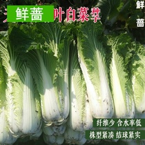 Tianjin green hemp leaf heading long cabbage farmhouse garden garden autumn planting organic vegetable seeds Four Seasons easy planting