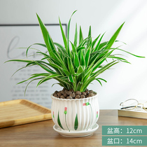 Home indoor potted plant-green leaf suspendium-new house decoration decoration plant