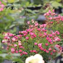 Heidis garden ultra-micro rose flowers such as fingernails. Large flowering period long flower potted flower seedlings