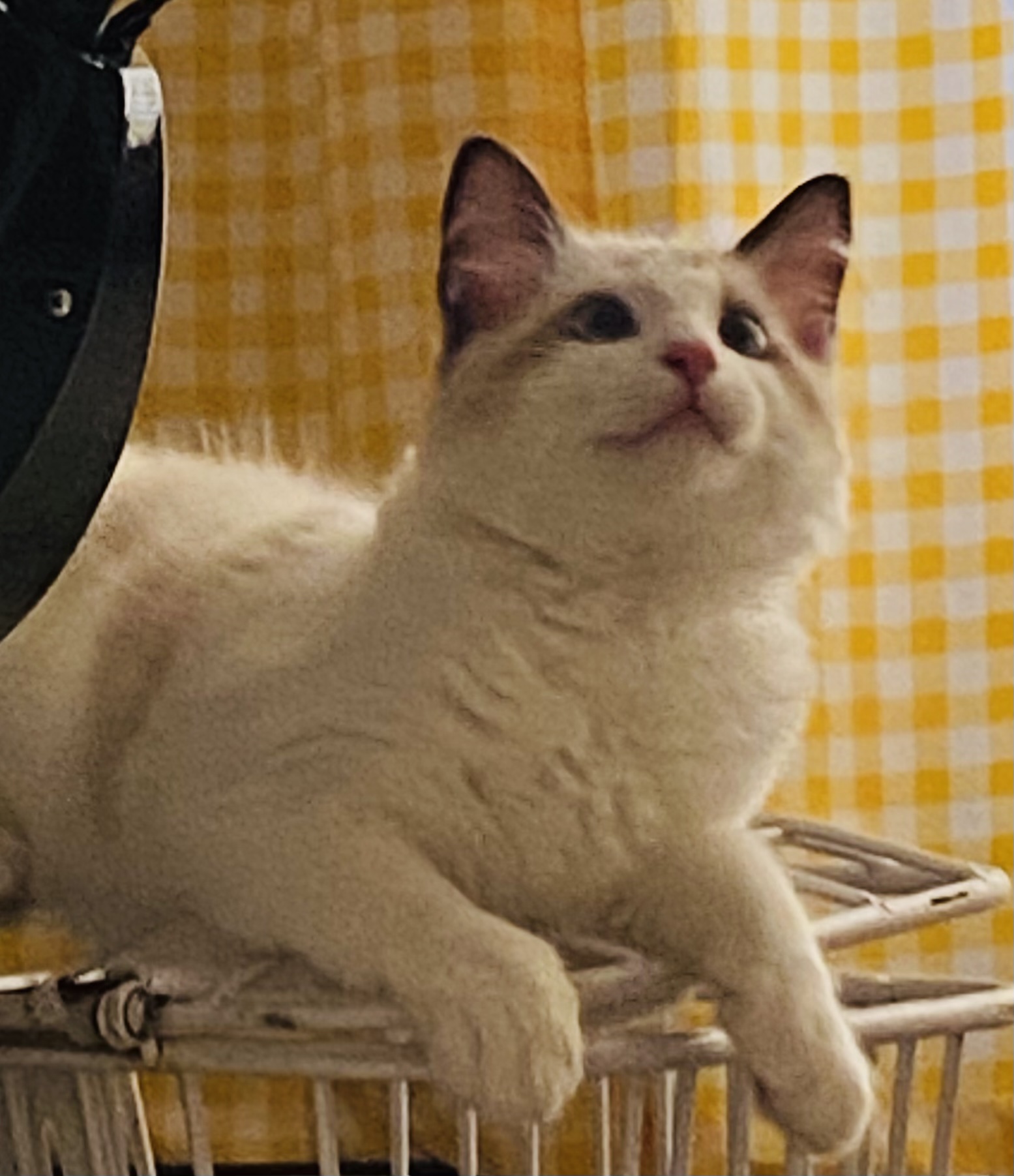 野宴猫粮猫主粮值得买吗?野宴猫粮猫主粮怎么样？