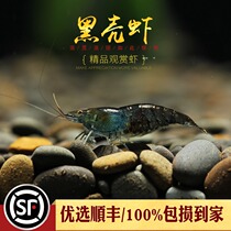 Good quality black shell shrimp aquarium except algae fresh water grass cylinder except Tweed algae ornamental small pet living cleaning tool rice shrimp