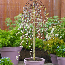 (Hongyue) Weeping Yinba deciduous flowering shrub lollipop C5 potted garden garden ornamental variety