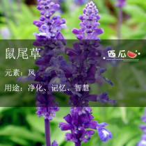 The sage of the sage.