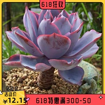 Late Xia Blu-ray Canton Palace Multi-Meat Plant Old Pile One Shoot Boutique Multi-Meat Anti-off Office Cute