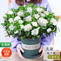 Large basin Gardenia flowers with flower bud Gardenia flowers Flowers Potted Indoor Flowers Green Plant Water Bacon To Purify Air Plants