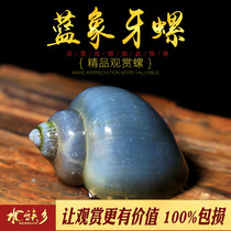 Blue ivory snail freshwater ornamental pet snail fish tank algae removal eat garbage fish feces big gold blue snail white purple snail live